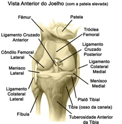 Conheça a Anatomia do Joelho Dr César Martins