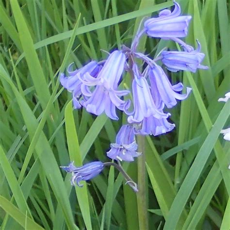 Wild Flower Society Bluebells The Armamda Is Here Again