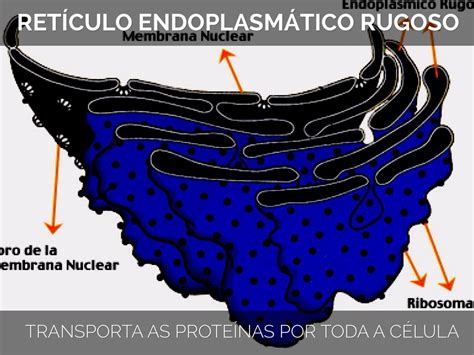 Bases De Biologia Celular Tema Ret Culo Endopl Smico Liso Y Rugoso