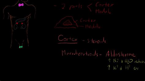 Endocrine System Adrenal Glands Youtube