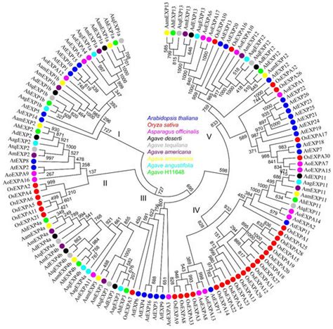 Plants Free Full Text Transcriptome Sequencing Of Agave Amaniensis