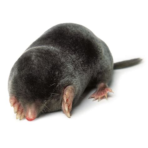 Mole (Animal) - Facts, Pictures, Diet, Character, Behavior, Information ...