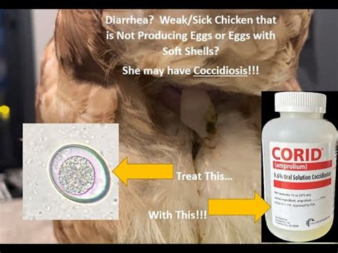 How To Treat And Prevent Coccidiosis In Chickens YouTube