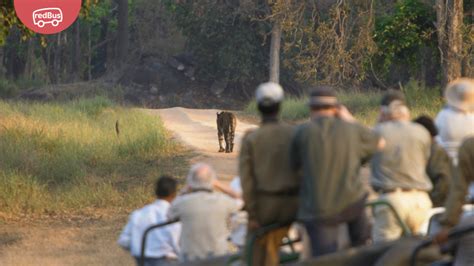 Discovering Wildlife Best Jungle Safaris In Madhya Pradesh