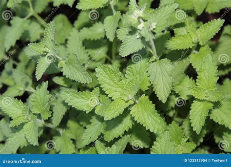 Catmint Plant Stock Photo Image Of Closeup Background 123312904