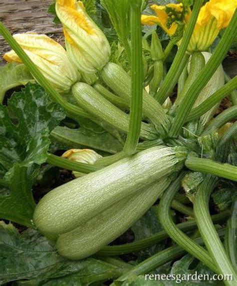 Zucchini Heirloom Italian Zucchini Orolana Di Faenza Seeds 10 Etsy