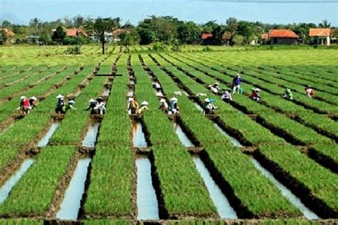 Kementan Dorong Peningkatan Produktivitas Bawang Merah Lewat Benih Tss