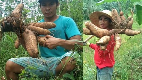 Paano Mag Harvest Ng Cassava！🔥cassava Farming！ Youtube