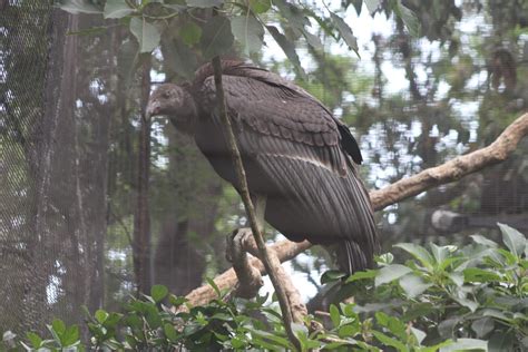 Se reintroducirán a la vida silvestre dos crías de cóndores Prensa Animal