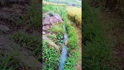 Sawah Produktif 2400 M2 Jalan Kaki Sejauh 200 Meter Melewati Sungai 100