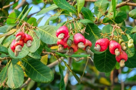 O Caju Anacardium Occidentale L é Uma Espécie Nativa Da Região