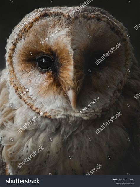 Stunning Closeup Portrait Barn Owl On Stock Photo 2193417443 | Shutterstock