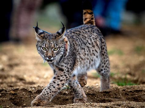 Breeding Project Boosts Iberian Lynx Numbers From 94 To 1100