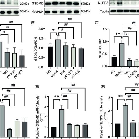 Polygonatum Polysaccharide Inhibited Mrna And Protein Expressions Of