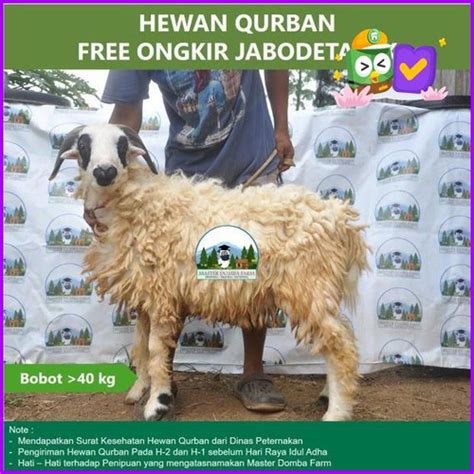 Jual Dp Hewan Qurban Domba Kambing Kurban Bobot 25 Kg 30 Kg Atau 35