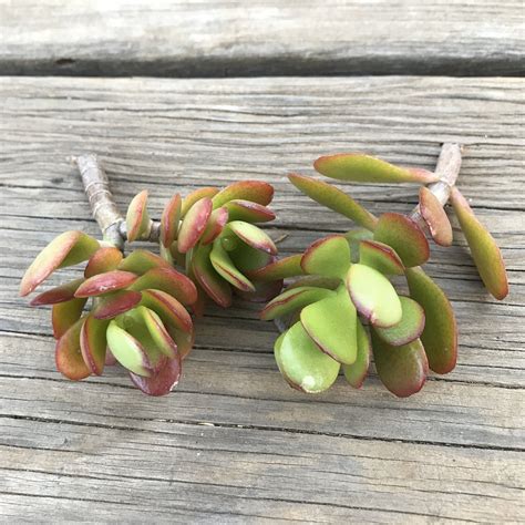 Cuttings Crassula Ovata Crosby S Dwarf 2 Succulent Cuttings Crassula Ovata Jade Tree