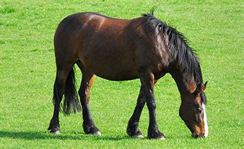 Data reveals genetic diversity in horses' immune systems | The ...