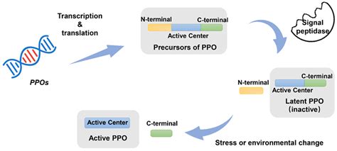 Molecules Free Full Text Recent Advances Of Polyphenol Oxidases In