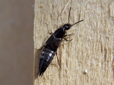 Philonthus Laminatus British Nature Guide