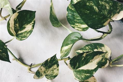 Pothos Leaves Turning Brown 6 Ways To Save Your Plant Swipe Garden