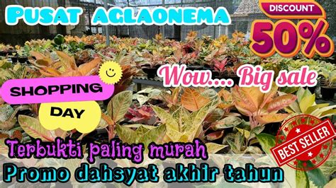 PUSAT AGLAONEMA TERMURAH PROMO DAHSYAT AKHIR BULAN BIG SALE YouTube