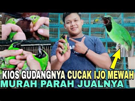 KIOS GUDANGNYA CUCAK IJO MEWAH HARGA MURAH PARAH KIOS SENDIY PASAR