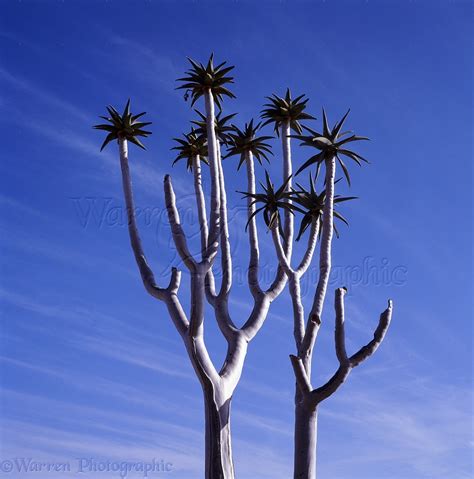Quiver Tree photo WP06985