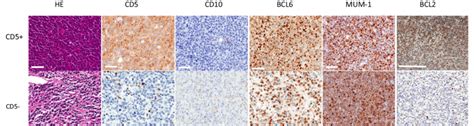 Histological Examination Of Formalin Fixed Paraffin Embedded Ffpe