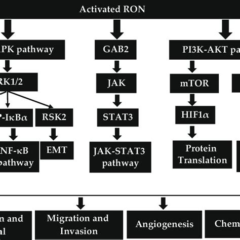 Structure Of Human Ron Msp Macrophage Stimulating Protein Sema