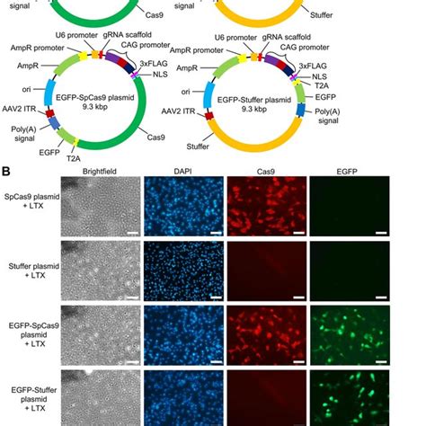 Spcas9 Egfp Spcas9 And Egfp Stuffer Plasmid Transfection Results In