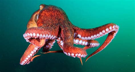 Pulpo Gigante del Pacífico Características y Taxonomía Animales Acuáticos