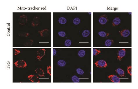 Tsg Promoted The Mitochondrial Biogenesis In Raw2647 Macrophages