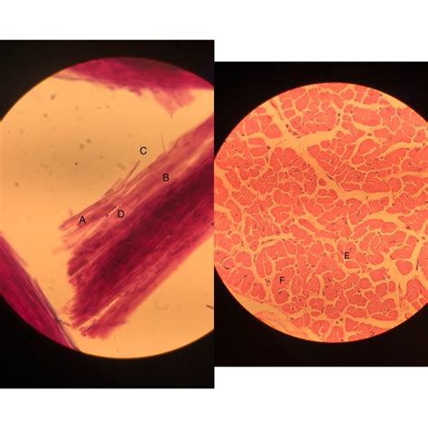 Cardiac Muscle Diagram Quizlet