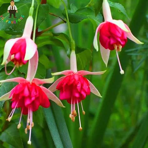 50Pcs Fuchsia Tree Seeds - Pure Bonsai