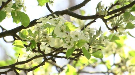 high tree pollen affecting   allergies wwlp