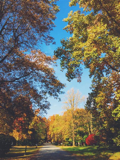 Free Images Landscape Tree Nature Forest Branch Sunlight