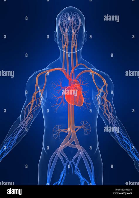 Human Vascular System Hi Res Stock Photography And Images Alamy