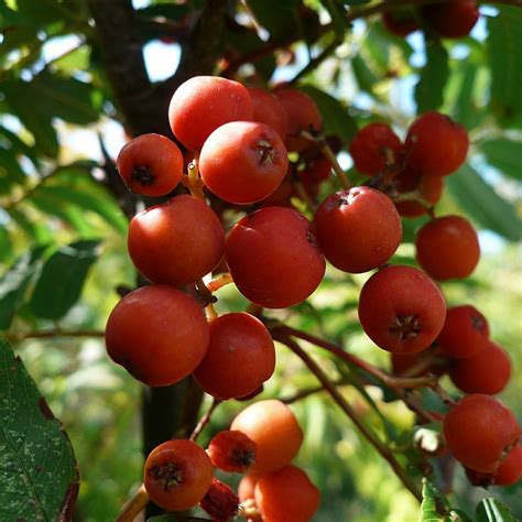 Sorbus Aucuparia Fastigiata Find Haveplanter