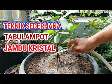 TEKNIK SEDERHANA MENANAM TABULAMPOT JAMBU KRISTAL II EPISODE 78 YouTube