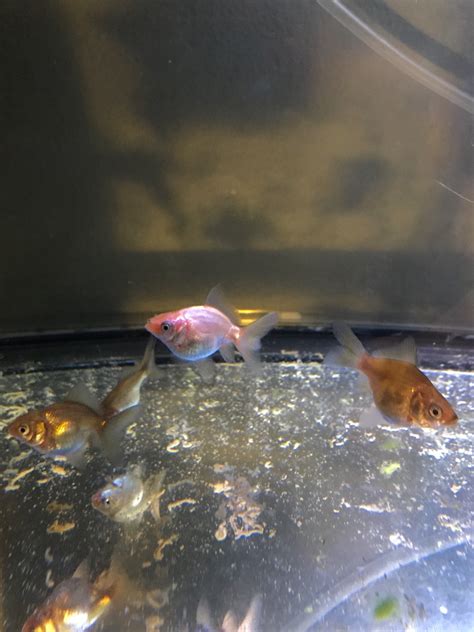 Goldfish Babies Ryukin Fantail Goldfish