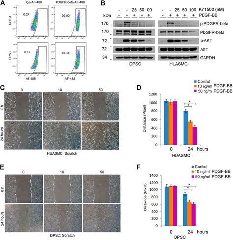 Frontiers PDGF BB signaling via PDGFR β regulates the maturation of