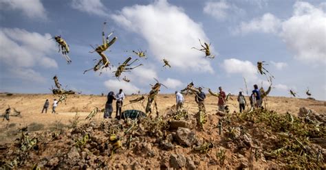 'Most devastating plague of locusts' in recent history could come ...