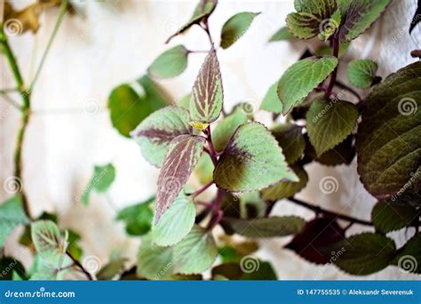 Coleus Blooming On The Wall With Red Green Leaves In Sunlight Stock