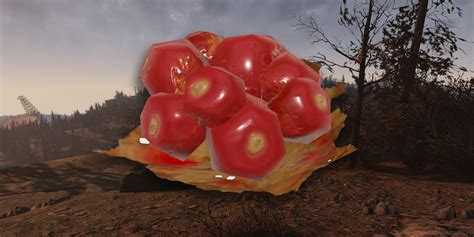 How To Farm Firecracker Berries In Fallout