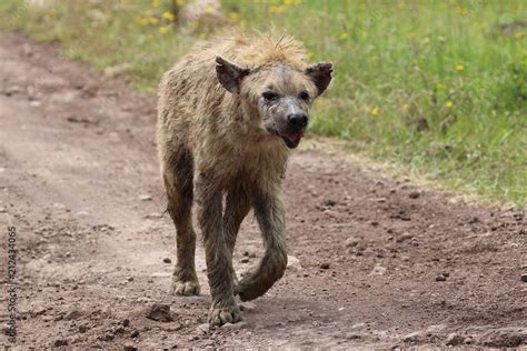 Hyena, old Hyena, Serengeti Stock Photo | Adobe Stock