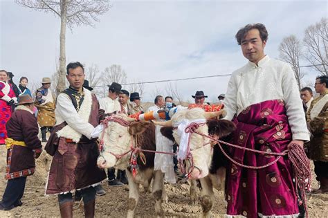 青海贵德：“二牛抬杠”开启新春第一犁龙翼神风新闻网