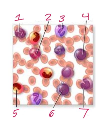 Leukocytes White Blood Cells Flashcards Quizlet