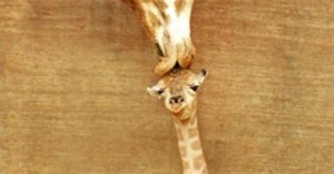 Imguraffe Kisses Imgur