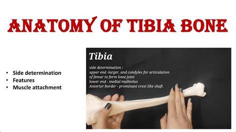 Tibia Bone Anatomy Features Side Determination Muscle