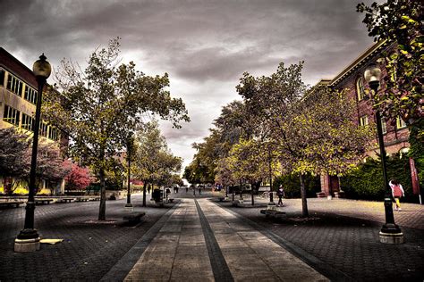 Terrell Mall On The Wsu Campus Photograph By David Patterson Fine Art